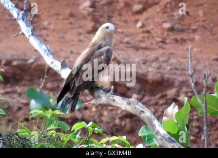 Bintan, Riau Islands, Indonesia. 15th Sep, 2016. BINTAN, INDONESIA - SEPTEMBER 16 : The Brahminy kite (Haliastur indus ) seen at forest on September 15, 2016 in Bintan, Indonesia. © Sijori Images/ZUMA Wire/Alamy Live News Stock Photo