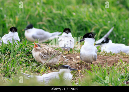 Sandwich Tern chick, Farne Islands Nature Reserve, England Stock Photo