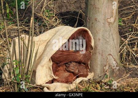 Sumatran orangutang hiding under a cloth Stock Photo