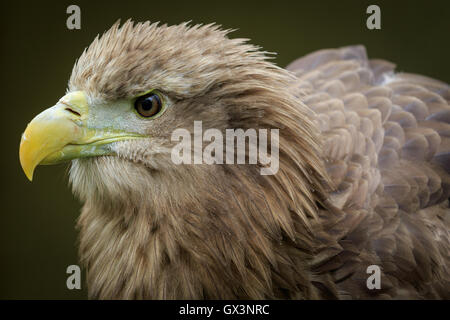 White-tailed sea eagle (Haliaeetus albicilla)  portrait Stock Photo