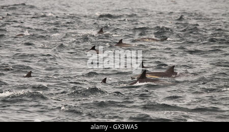 A large Dolphin pod in the Pacific Ocean. Stock Photo