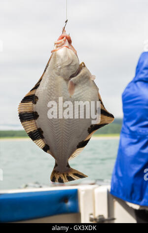 Flounder on hook. Bottom sea fishing in the Pacific near Kamchatka. Stock Photo