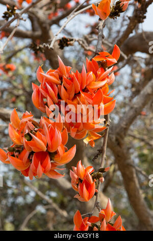 Flame of the Forest flowers Stock Photo