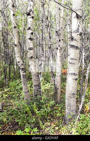 Aspen forest in Canada in late summer. Stock Photo