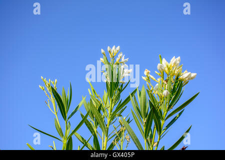 Pink Nerium oleander In the Blue Sky Stock Photo
