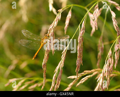 A male Common Darter dragonfly (Sympetrum striolatum) rests on a grass seed head. Otmoor, Oxfordshire. UK Stock Photo