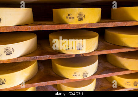 Berner Alpkäse AOP cheese wheels (about 15kg/33lbs each) stored on shelves for aging. Berner Oberland, Switzerland. Stock Photo