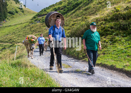 Alpabzug: Alpine transhumance in Switzerland. A family drives their cattle from the alpine meadows down to the valley in autumn. Stock Photo