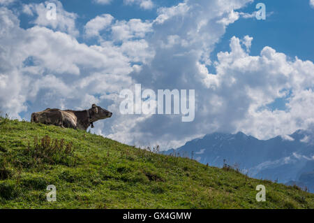 Braunvieh cow on an alpine meadow in the Swiss Alps, looking at the mountains and clouds. Berner Oberland, Switzerland. Stock Photo