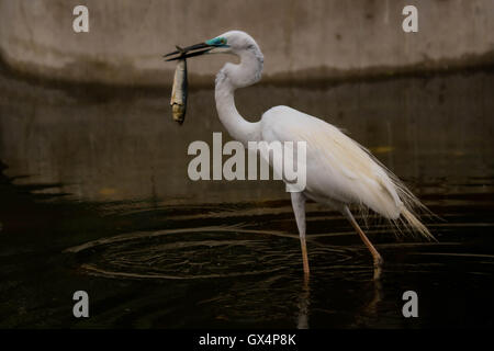 crane eating fish Stock Photo