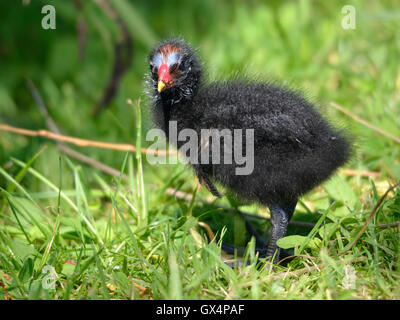 Chick of Eurasian Common Moorhen (Gallinula chloropus) on grass Stock Photo