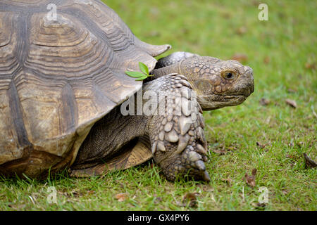 Closeup of African Spurred Tortoise (Centrochelys sulcata) seen of profile Stock Photo