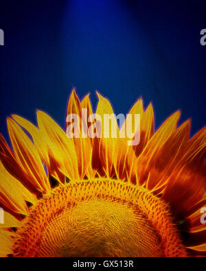 DIGITAL ART: Sunflower - lat. helianthus Stock Photo