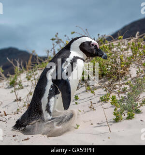 An African Penguin walking along the beach at Boulder Beach, South Africa Stock Photo