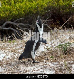 An African Penguin walking along the beach in Boulder Beach, South Africa Stock Photo