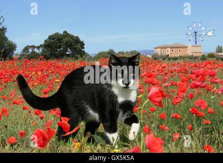 Domestic Cat, Tuxedo, Black and white, walking on a poppy meadow, windmill, Mallorca Stock Photo