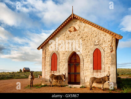 Donkeys near historic building in outback NSW wales town of Silverton Stock Photo