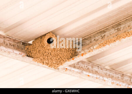 Mud nest of a white breasted woodswallow in an outdoor carport Stock Photo