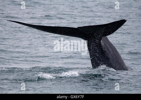 Blue whale fluke off the coast of Svalbard, Norway Stock Photo