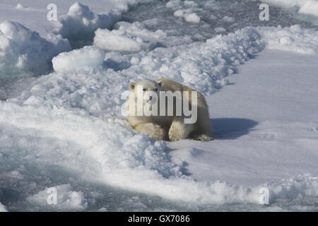 Polar bear resting on sea ice north of Svalbard, Norway Stock Photo