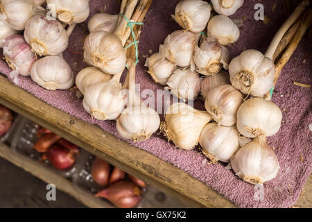 Many heads of garlic drying in a wooden box at the market Stock Photo