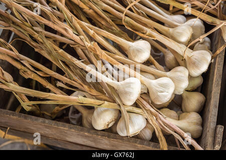 Many heads of garlic drying in a wooden box at the market Stock Photo