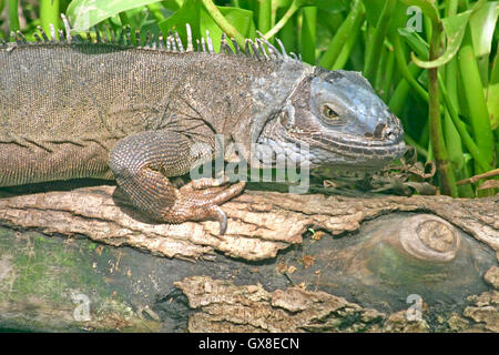 An iguana sitting on a tree with grass behind Stock Photo