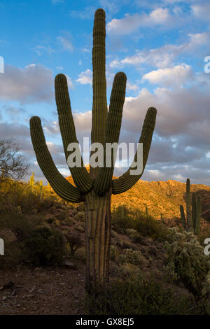 A large and healthy saguaro cactus towering over the surrounding landscape at sunset. Gila River Canyons, Arizona Stock Photo