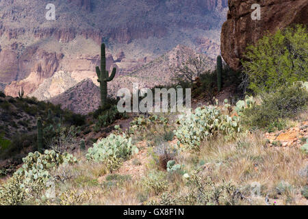 A silhouetted saguaro cactus against the steep cliffs on the side of Picketpost Mountain. Tonto National Forest, Arizona Stock Photo