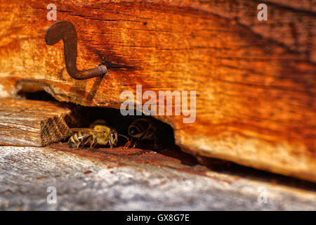 Carniolan honey bee Stock Photo