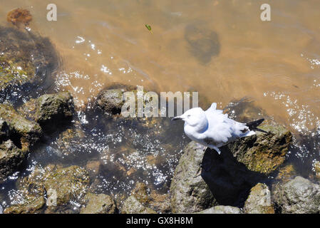 Inquisitive silver sea gull standing and looking with a head tilt on the banks of the Swan River in Perth,Western Australia. Stock Photo