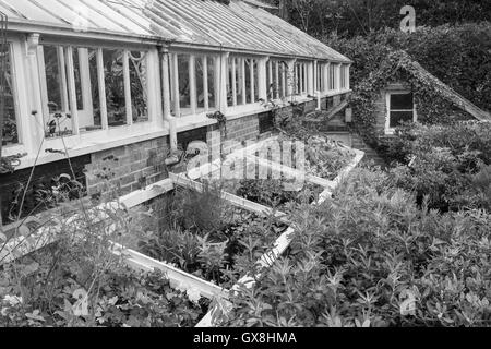 Beautiful old Victorian era greenhouse left ro ruin in old English garden in black and white Stock Photo