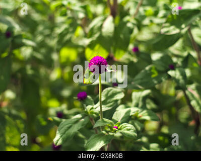 Bachelor’s button or Gomphrena globosa Stock Photo