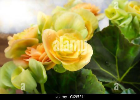 Begonia art background Stock Photo