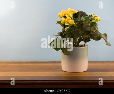 Background pot plant begonia with yellow flowers on wood table Stock Photo