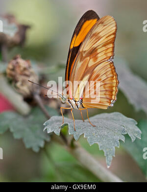 Julia Butterfly (dryas iulia) Stock Photo