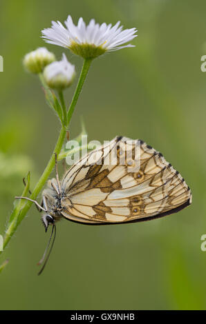 Roosting female Marbled White butterfly (Melanargia galathea) on a daisy Stock Photo