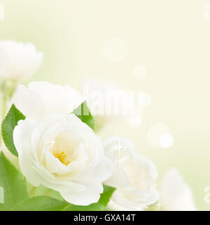 White roses bouquet on the blurred background Stock Photo