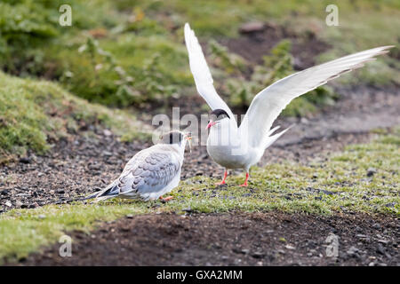 Arctic tern (Sterna paradisaea) feeding a chick; Isle of May Scotland UK Stock Photo