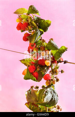 Red raspberries growing in the garden Stock Photo