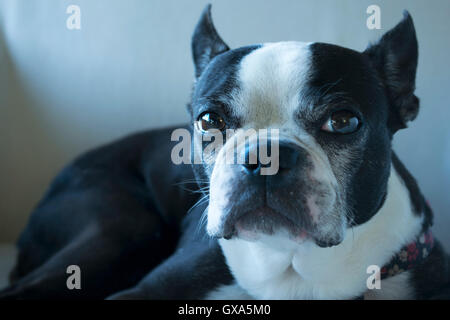 A Boston Terrier napping on a chair Stock Photo