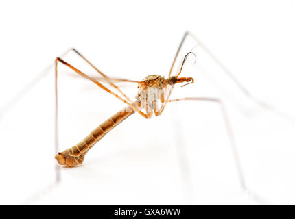 A daddy-long-legs also know as a crane fly pictured in a UK home Stock Photo