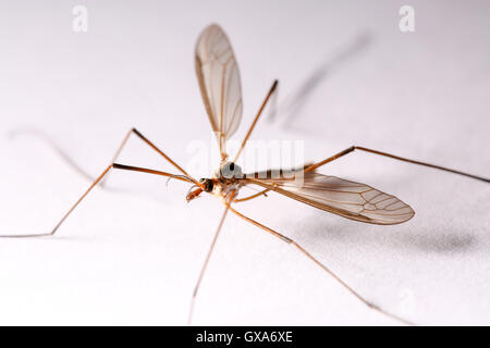 A daddy-long-legs also know as a crane fly pictured in a UK home