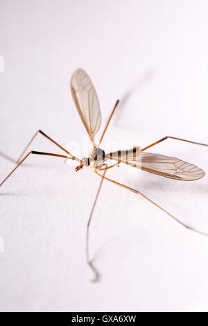 A daddy-long-legs also know as a crane fly pictured in a UK home Stock Photo