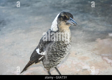 Black and white Australian magpie portrait looking at camera. Stock Photo