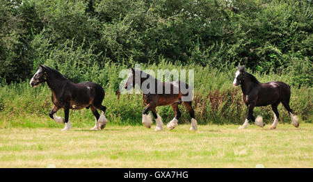 Shire horses walking around a field. Stock Photo