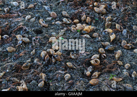 empty shells on the bottom of the dry lake Stock Photo