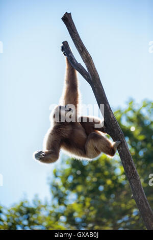 Portrait of a playful funny gibbon monkey Stock Photo