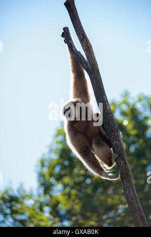 Portrait of a playful funny gibbon monkey Stock Photo