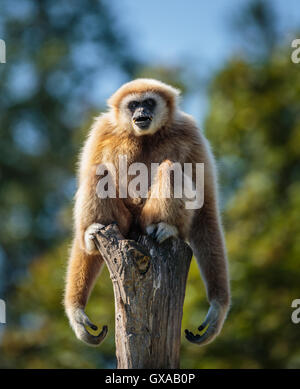 Portrait of a playful funny gibbon monkey Stock Photo